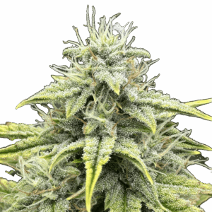 1 Oz Grape Crinkle TOPS