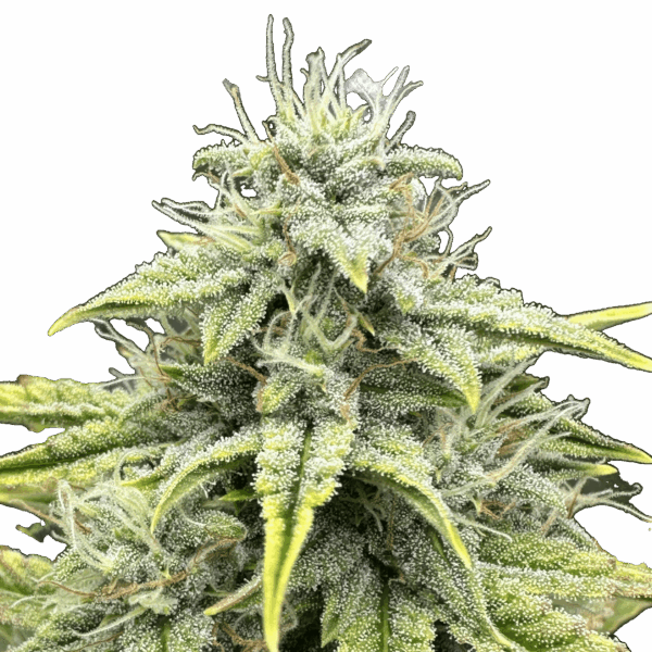 1 Oz Grape Crinkle TOPS
